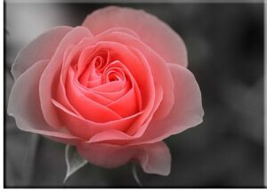 Moderne Blumenbilder - Rosenbild HOFFNUNG-50 x 60 cm