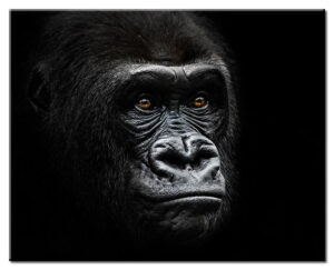Modernes Leinwandbild - Gorilla-20 x 24cm