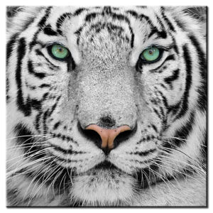 Modernes Leinwandbild - Weisser Tiger-100 x 100 cm