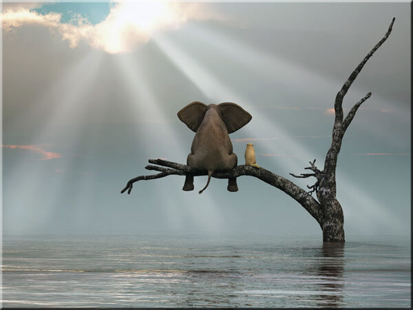 Modernes Leinwandbild - Beste Freunde - Elefant und Hund auf dem rettenden Ast