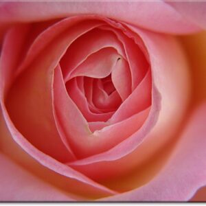 modernes Leinwandbild - Rosa Rose --50 x 60 cm