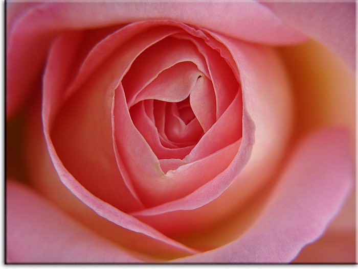 modernes Leinwandbild - Rosa Rose --50 x 60 cm