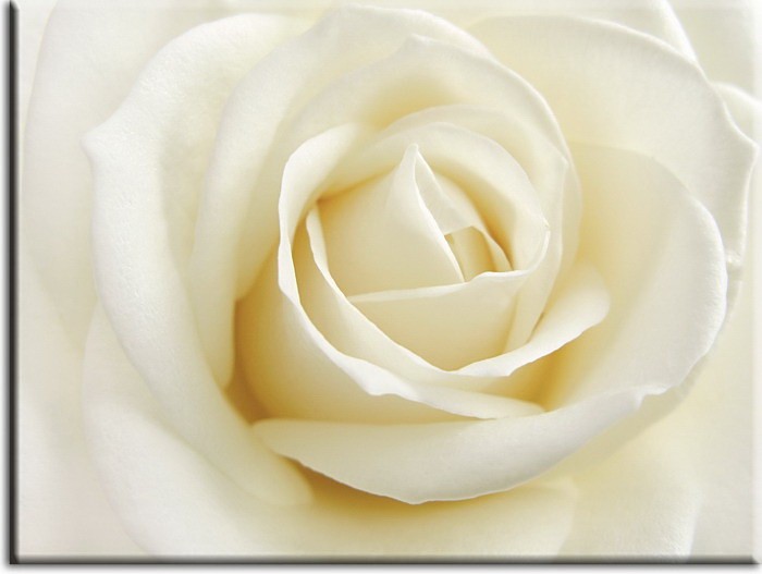 Modernes Blumenbild - Weisse Rose-50 x 60 cm