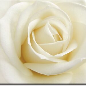Modernes Blumenbild - Weisse Rose-70 x 80 cm