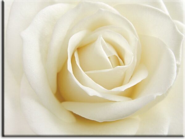 Modernes Blumenbild - Weisse Rose-70 x 80 cm