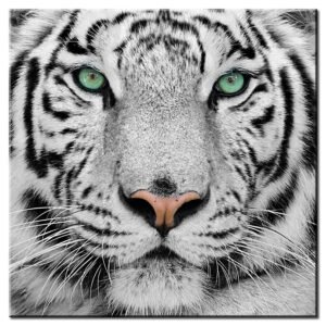 Modernes Leinwandbild - Weisser Tiger-40 x 40 cm