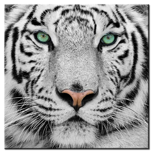 Modernes Leinwandbild - Weisser Tiger-40 x 40 cm