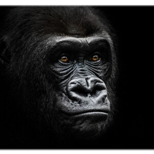 Modernes Leinwandbild - Gorilla-100 x 130 cm