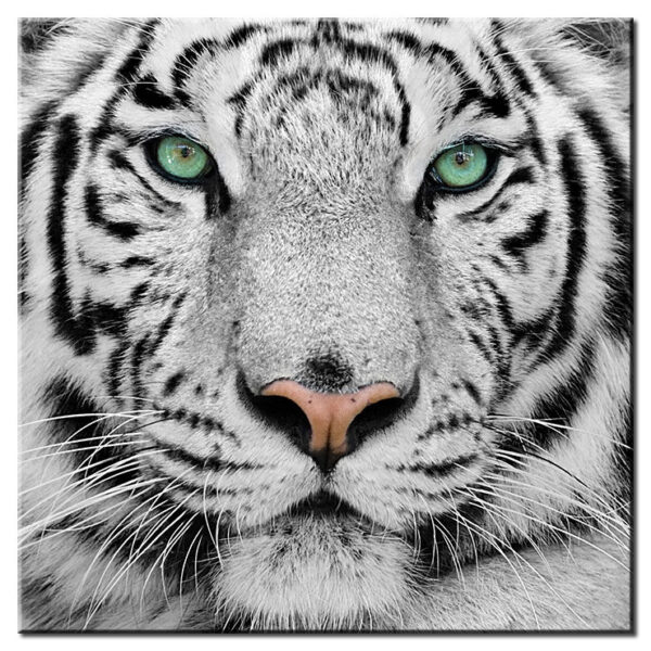 Modernes Leinwandbild - Weisser Tiger-40 x 40 cm