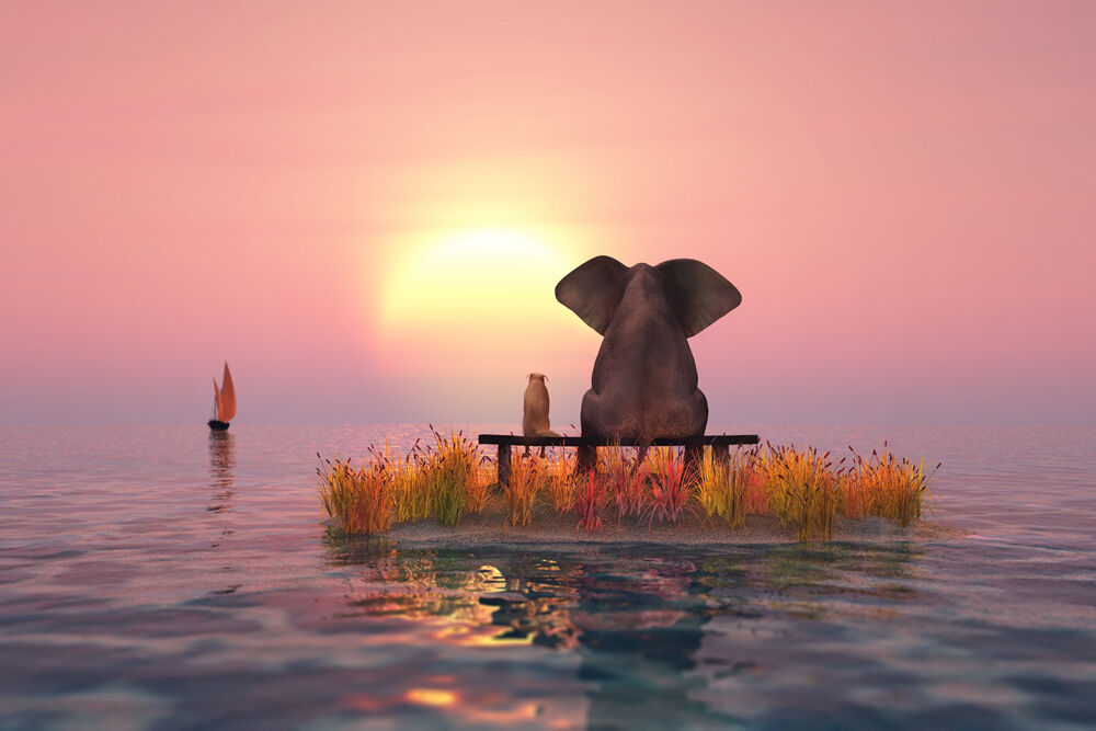 Modernes Leinwandbild - Beste Freunde - Elefant und Hund bei Sonnenuntergang auf...